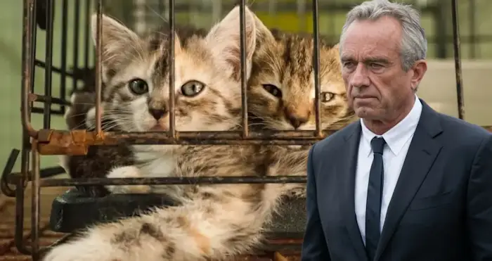 experimentation chatons