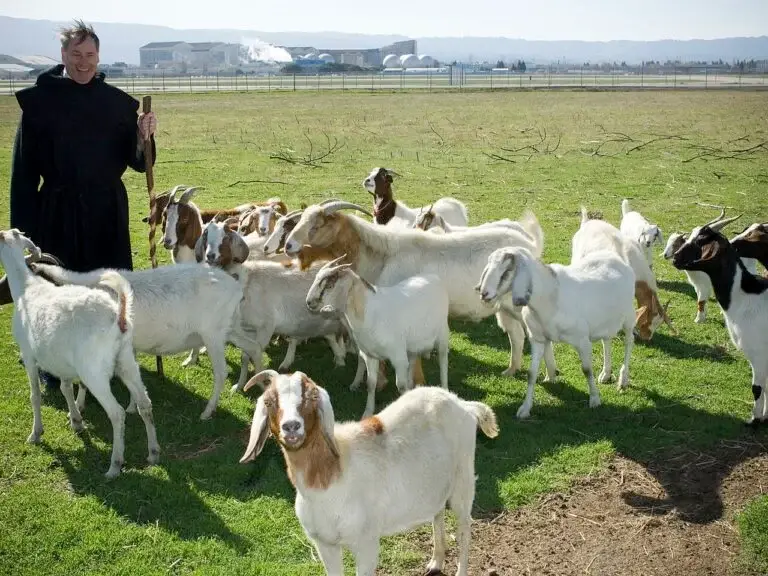 goat herder