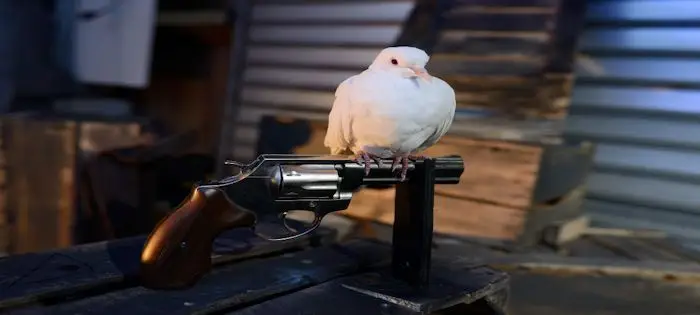 Colombe.jpg