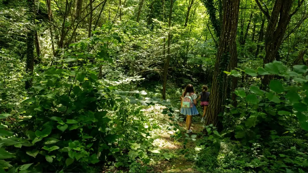 Marche foret